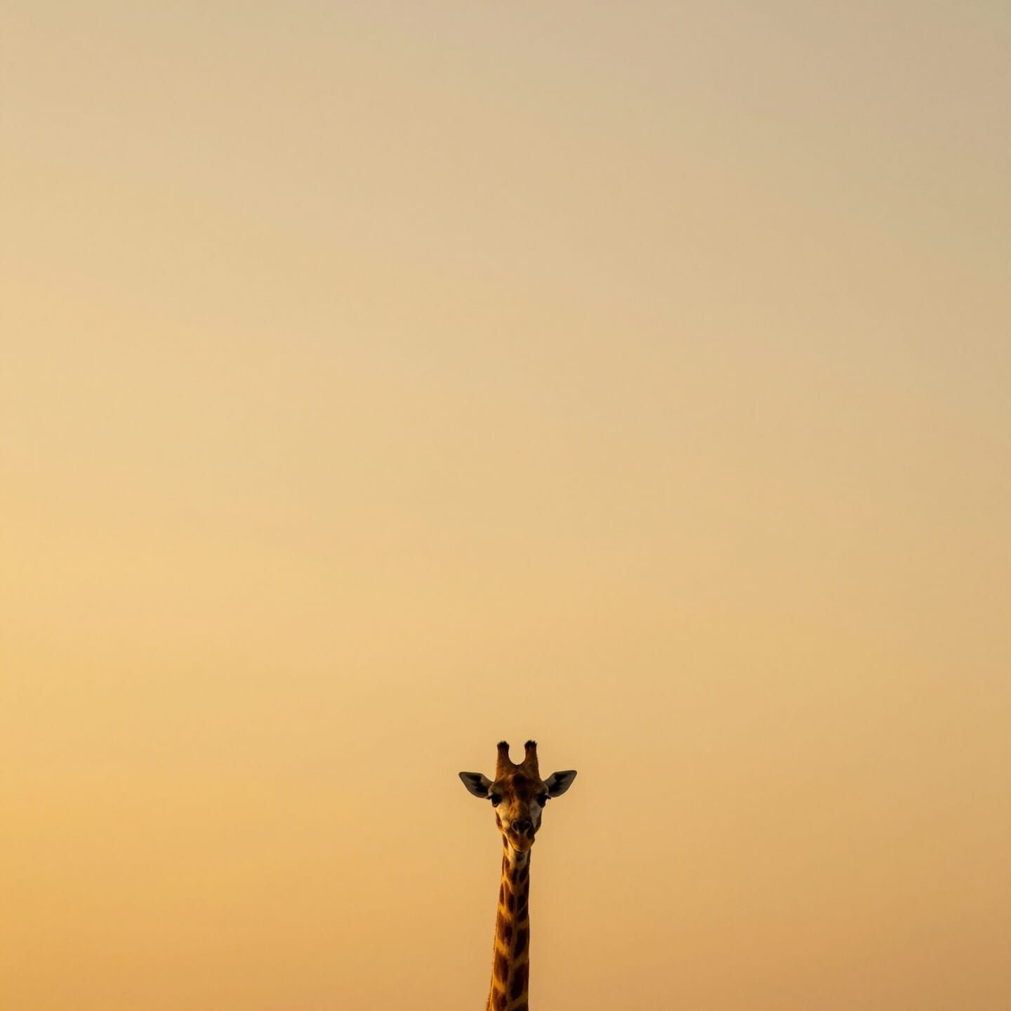 Golden Hour Giraffe in Vast Amber Sky