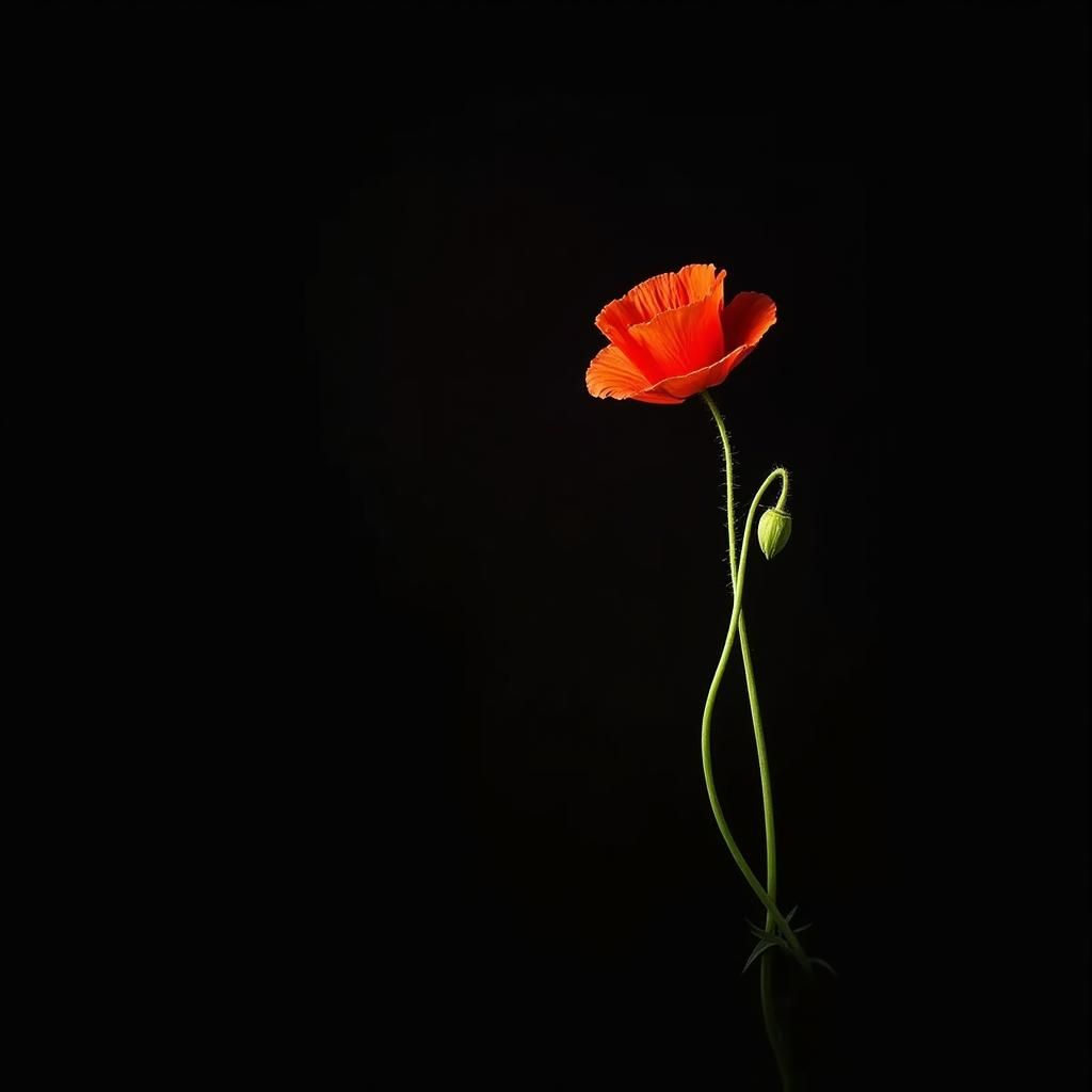 Red-Orange Poppy in Dark Botanical Still Life
