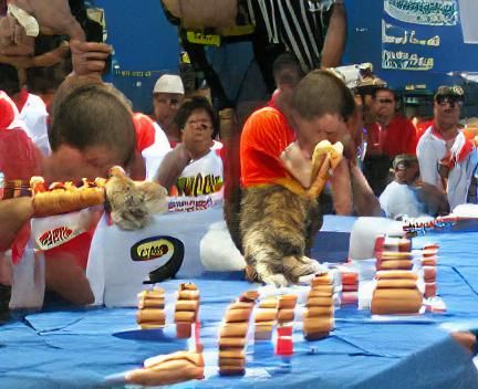 Cat Competes in Hot Dog Eating Contest