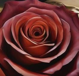 Dramatic Close-up of a Midnight Amber Rose