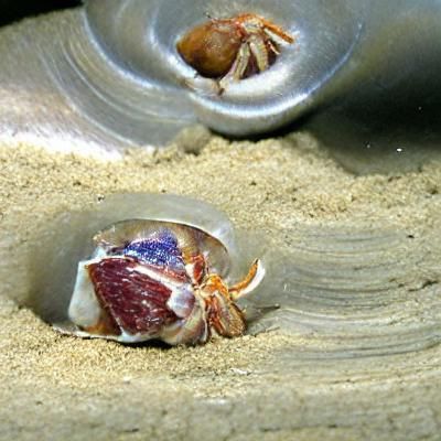 Hermit Crab Finds a New Home