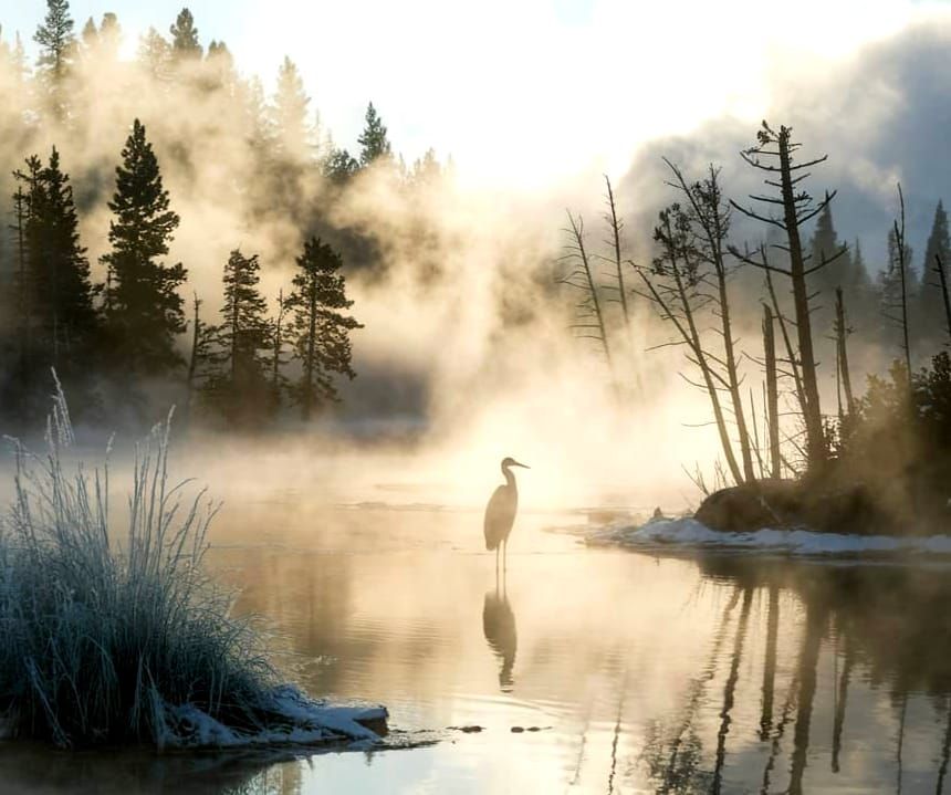 Heron in the Misty Morning