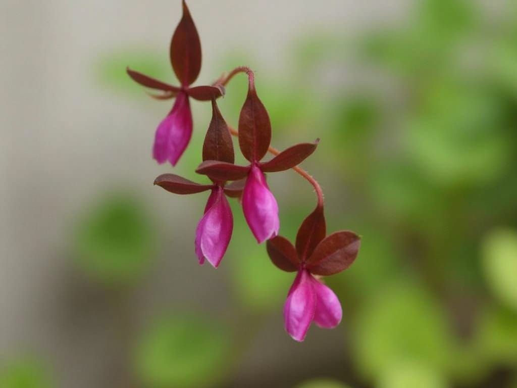 Exotic Oxalis Triangularis Blooms in Vibrant Colors
