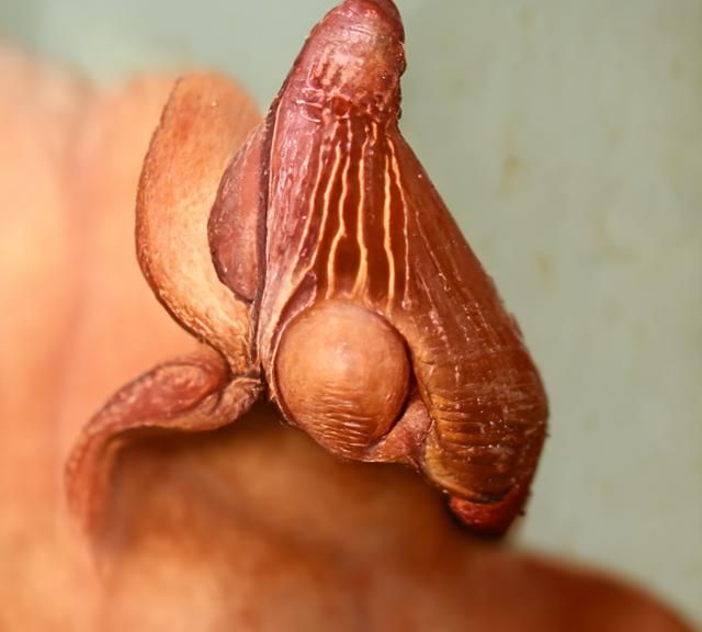 Abstract Genitalia Study in Soft Gradients