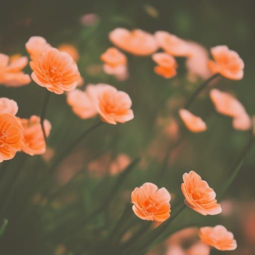 Pastel Orange Flowers in Professional Photography