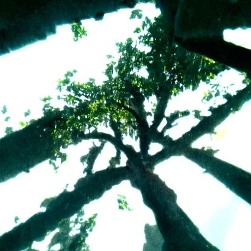 Sunlit Branches of a Giant Tree: Photorealistic