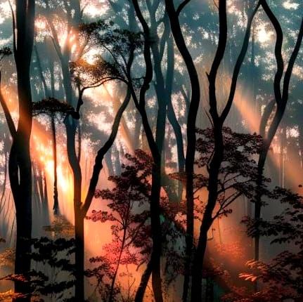 Eerie Sunset in Misty Deciduous Forest