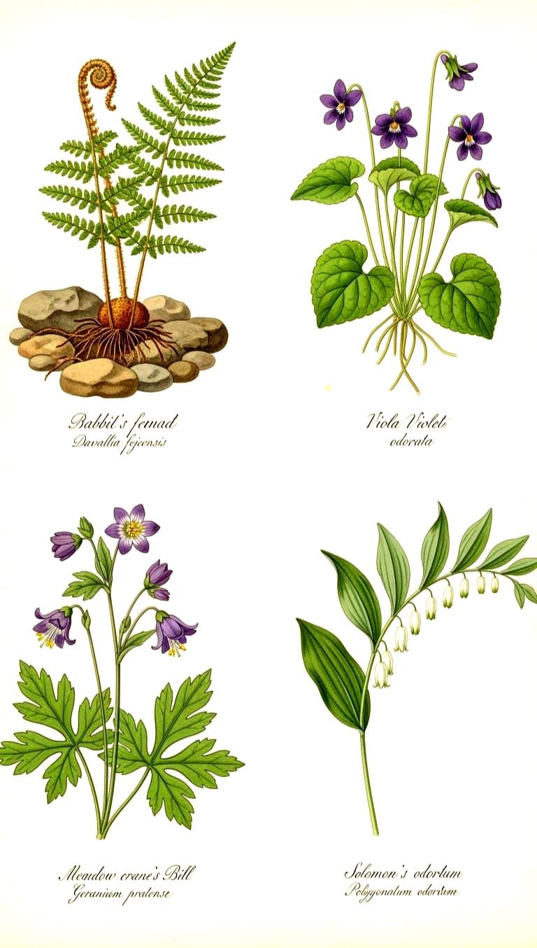 Botanical poster depicting four shade/woodland plants