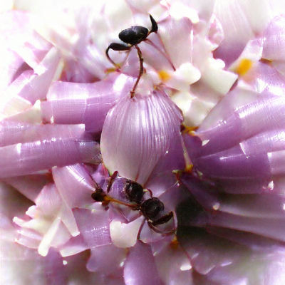 Ant, Onion, and Lilac
