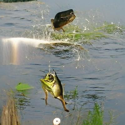 Bass Leaping to Catch Frog in Mid-Air