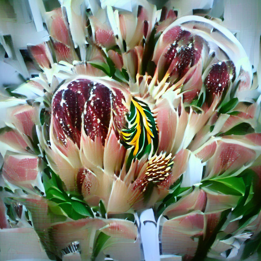 Queen Protea Flower Close-Up: Vibrant Bloom