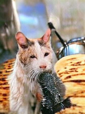 Cartoon Image of a Scruffy Street Cat