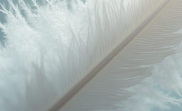 Macro View of White Plume Feathers