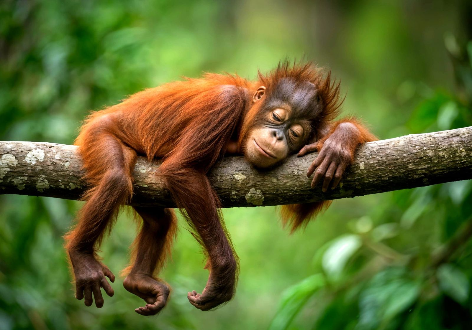 Baby Orangutan Sleeps Peacefully in Jungle