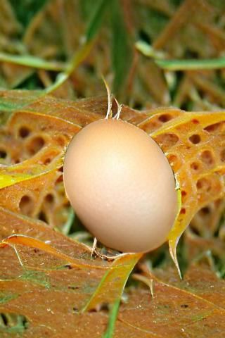 Simple Image of an Egg
