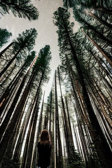 Female Archer in Dark Forest Photo