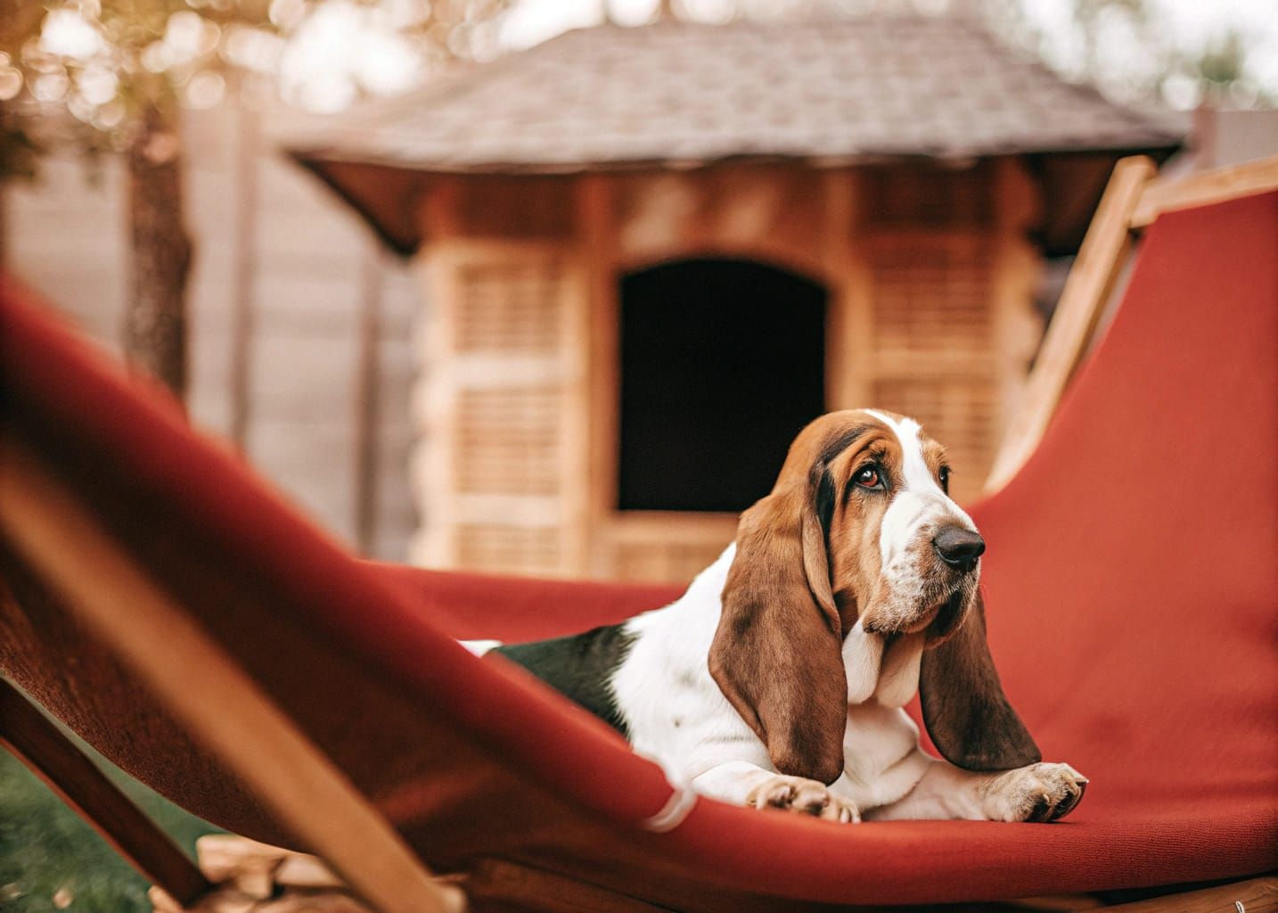 Mantis Basset Hound Ears