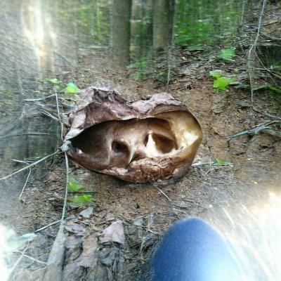 Woodland Skull: A Natural Relic