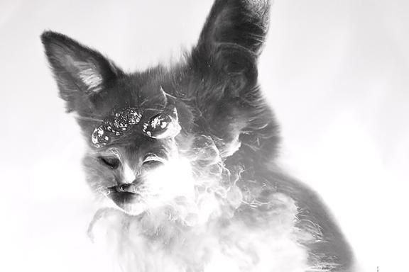 Ethereal Cosmic Cat Emerging from Fog