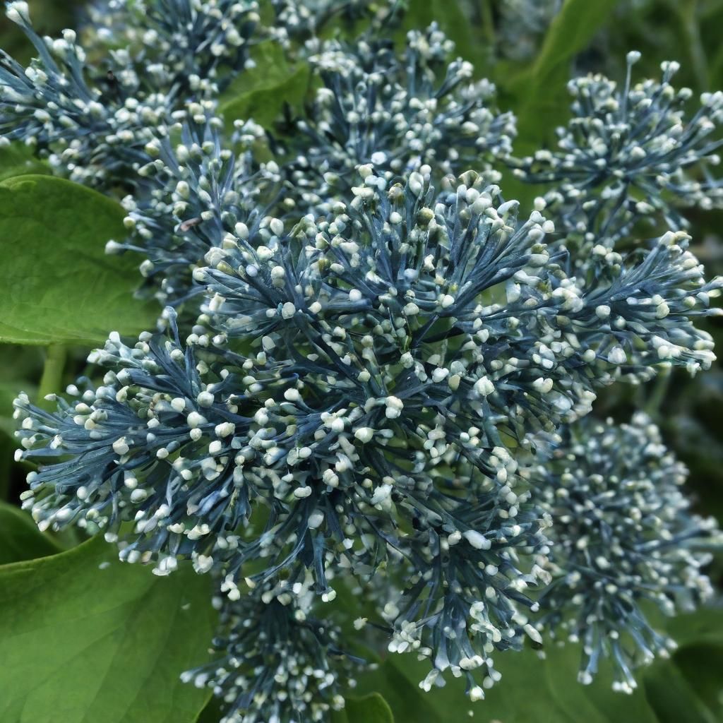 AI Generated Morula Cell Cluster