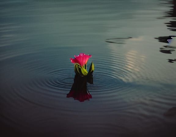 Flower on Lake in Golden Hour Light