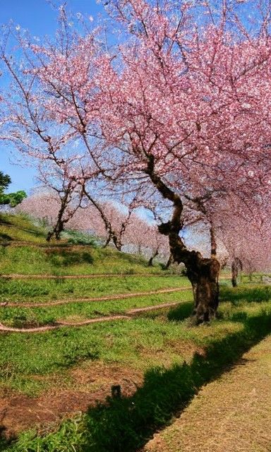 Plum Blossom in Winter's Cold Embrace