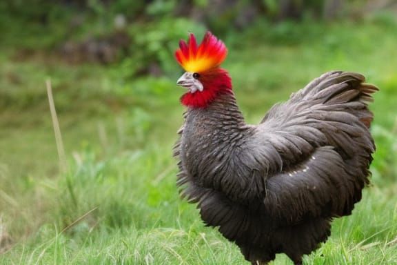 Mohawk Chicken Inspired by Mr. T with Rainbow Backdrop