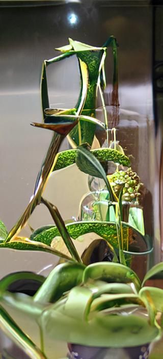 Shrek in Terrarium: Photorealistic DreamWorks Scene