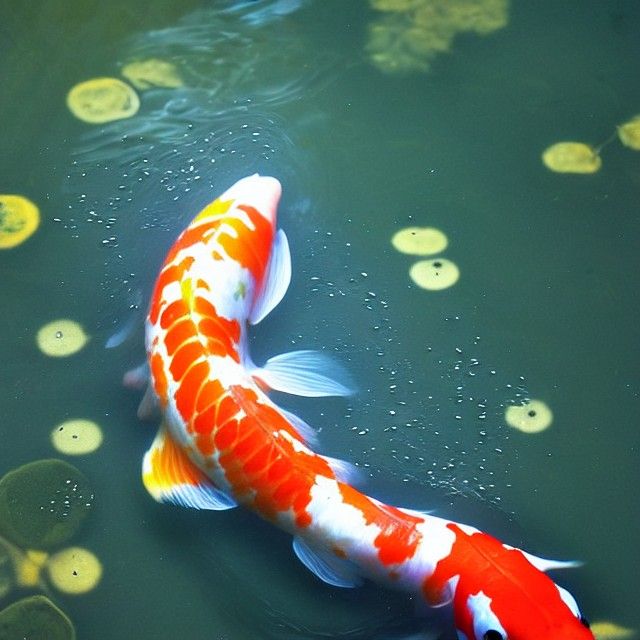 Koi Leaping from Water in High Resolution