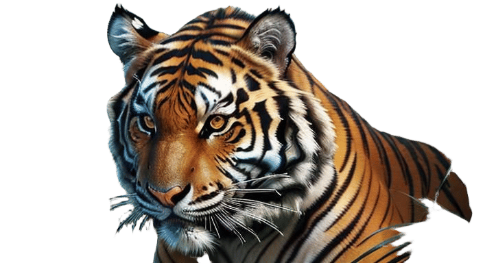 Bengal tiger