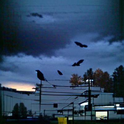 Dark Skies: A Mysterious Gathering of Crows