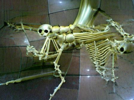 Simple Skeleton Image