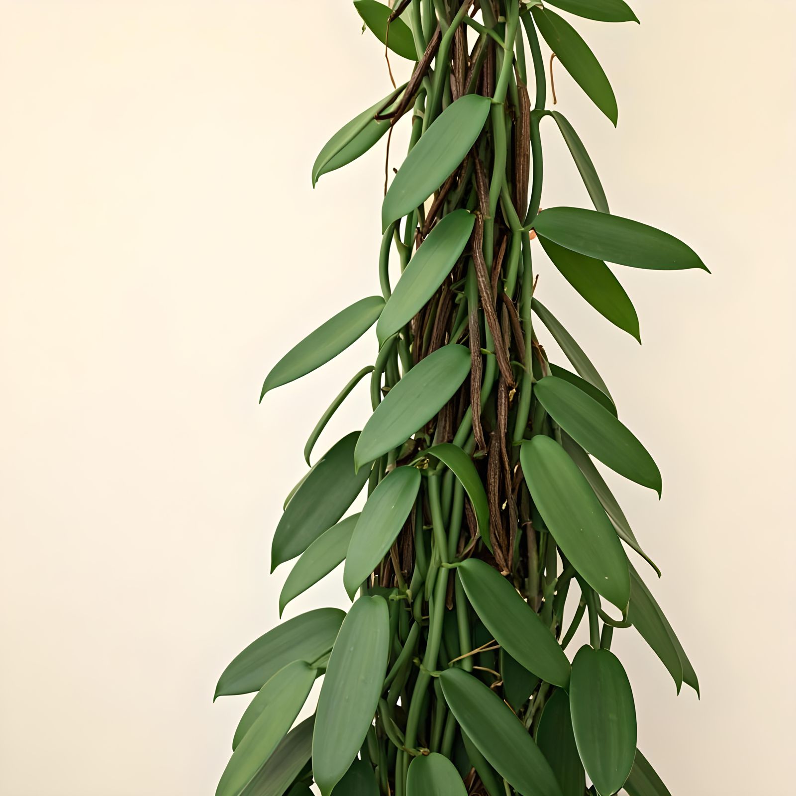 Lush Vanilla Planifolia with Plump Vanilla Pods