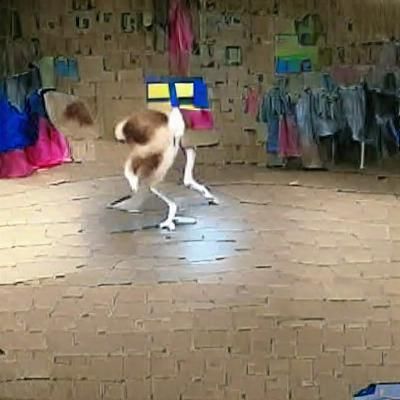 retarded dog doing a dance