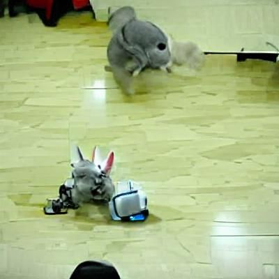 Robotic Chinchilla vs Rabbit: Fight to the Death