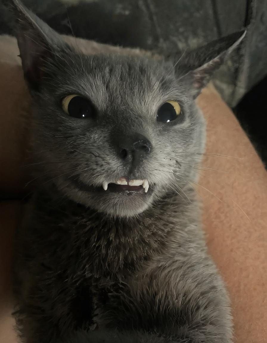 Dinky the Vampire: A Halloween Adventure