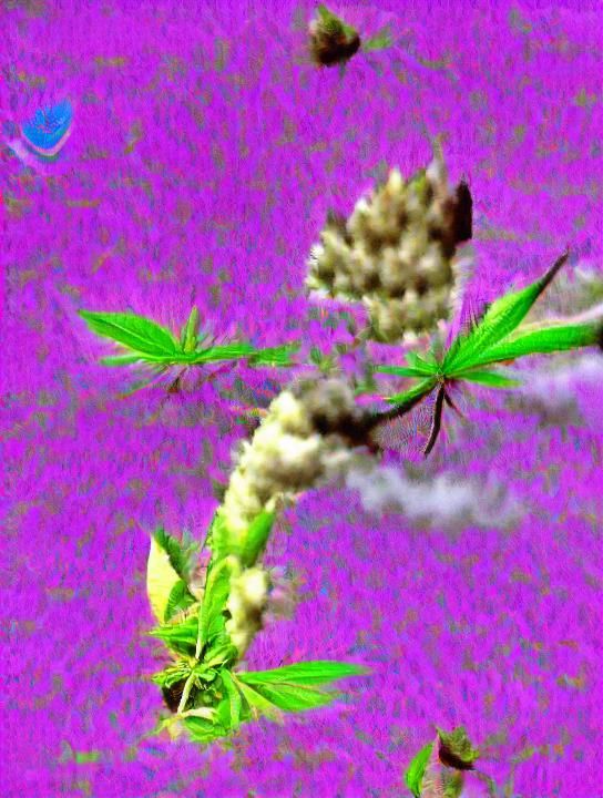 Marijuana Plant Bud Weed Smoke Weed High 420 HD 4K 3D