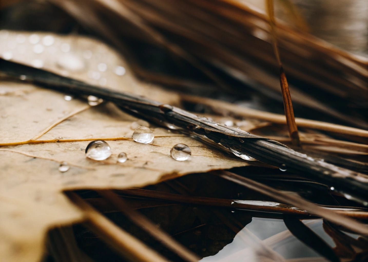 Dewdrops in the Ocean Leafvein Fingerpainter