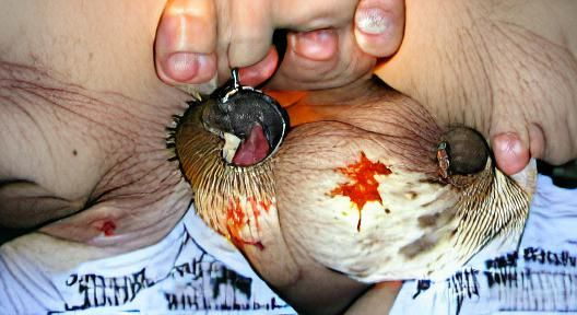 Disturbing Image of Mutilation and Decay