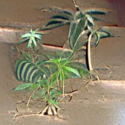 Detailed Marijuana Plant Close-Up