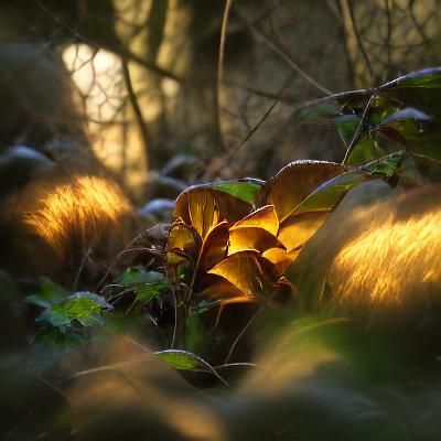 Warm Light Illuminates Thick Undergrowth