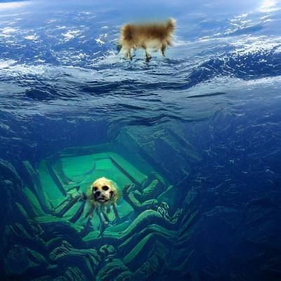 Dogs Swimming in a Pool