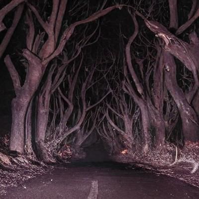 Eerie Path Through an Evil Forest
