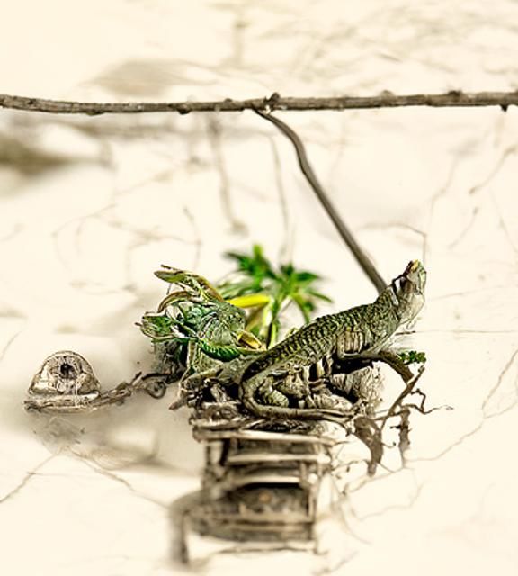 Lizard on a Twig