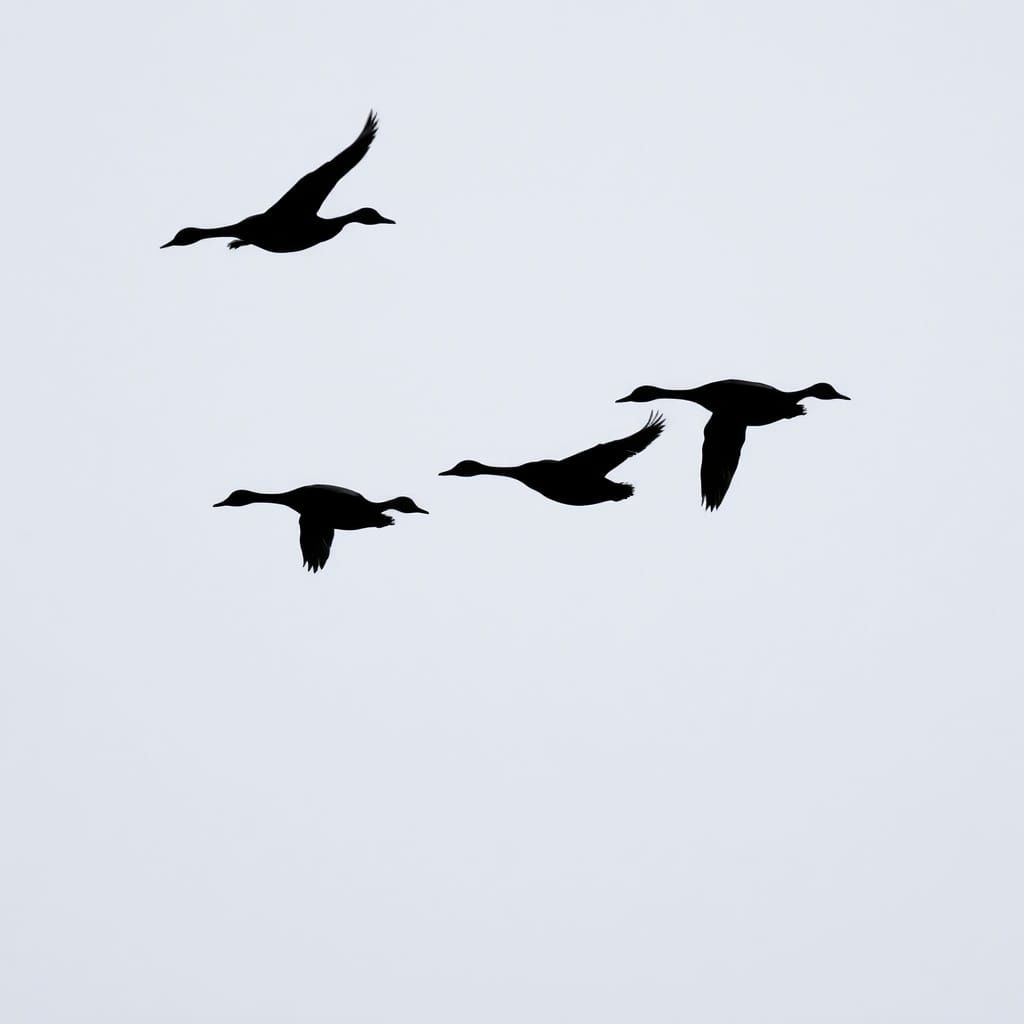 Flying ducks silhouett