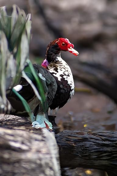 AI Image of a Muscovy Duck