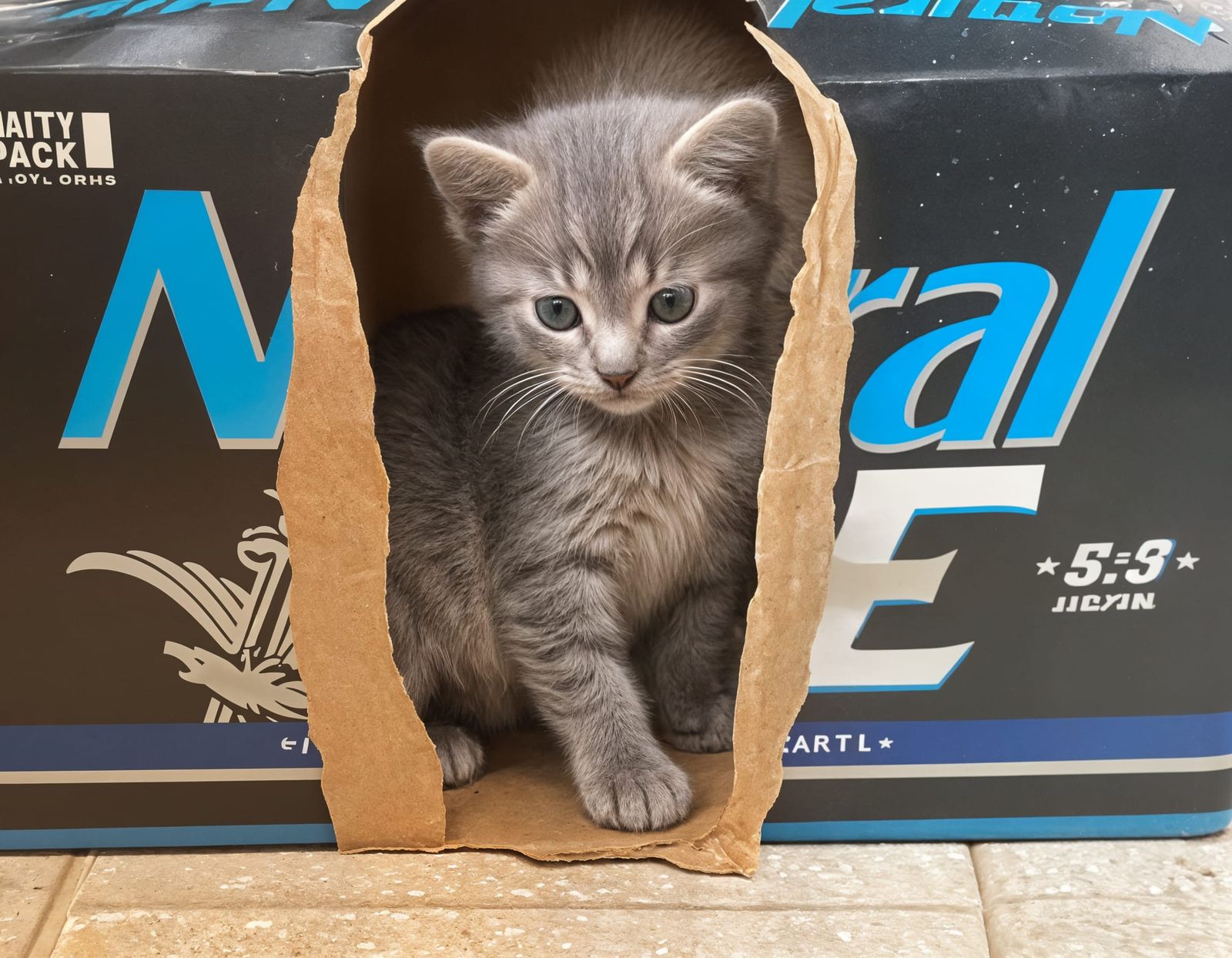 Gray Kitten in Torn Beer Case