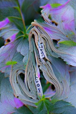 AI Generated Image of Honesty