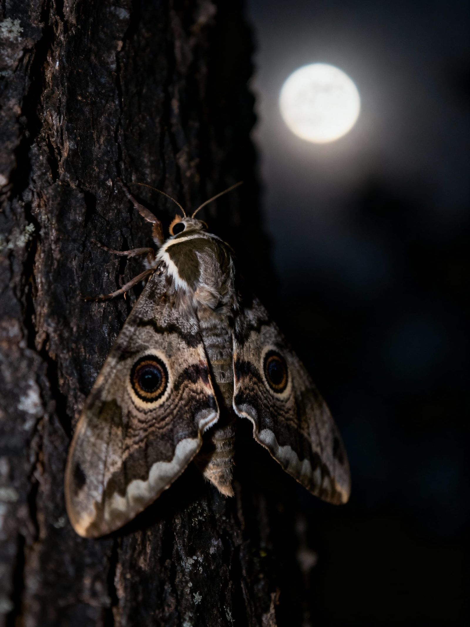 Moth's Owl Illusion in Moonlit Forest