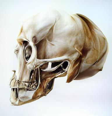 Eerie Horse Skull Still Life